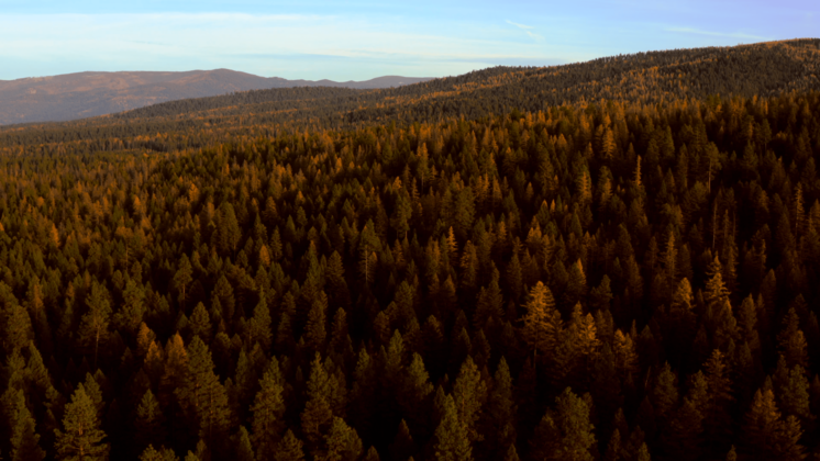 HD VFX of  Aerial Fall Wintergreens 