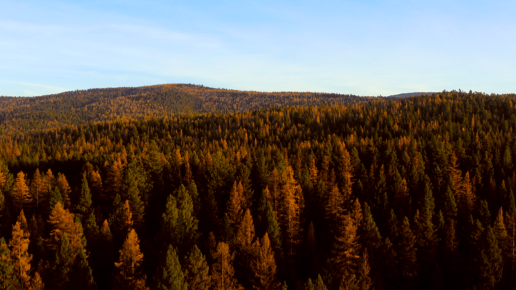 HD VFX of  Aerial Fall Wintergreens 