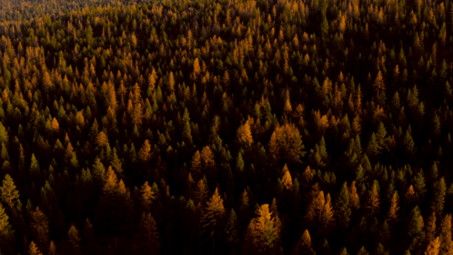 (4K) Aerial Fall Wintergreens 6 Effect