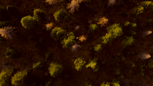 (4K) Aerial Fall Wintergreens 8 Effect