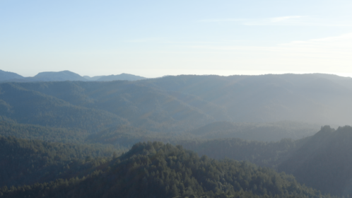 (4K) Aerial Moutain Pine Forest 2 Effect