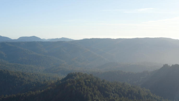 HD VFX of  Aerial Moutain Pine Forest 