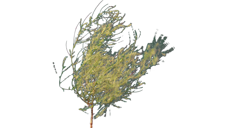 HD VFX of  Desert Plant  Gust 