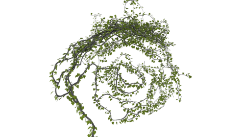 (4K) Leafy Vines Growing In Circle 1 Effect
