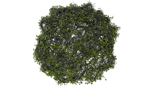 (4K) Leafy Vines Growing In Circle 8 Effect