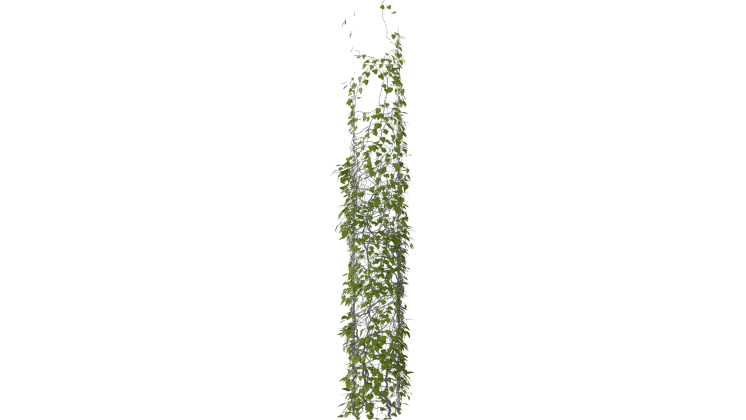 HD VFX of  Leafy Vines Growing  Pillar 