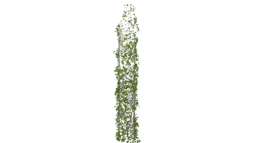 (4K) Leafy Vines Growing On Pillar 3 Effect