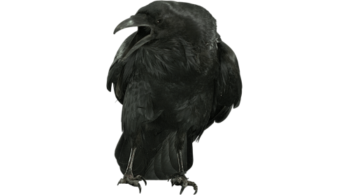 (4K) Raven Perched Cawing 1 Effect