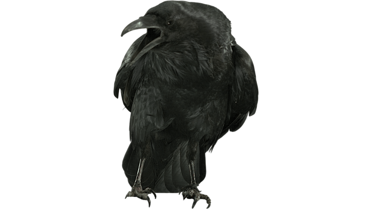 (4K) Raven Perched Cawing 1 Effect