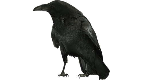 (4K) Raven Perched Cawing 2 Effect
