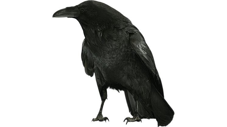 (4K) Raven Perched Cawing 2 Effect