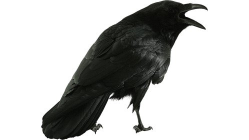 (4K) Raven Perched Cawing 4 Effect
