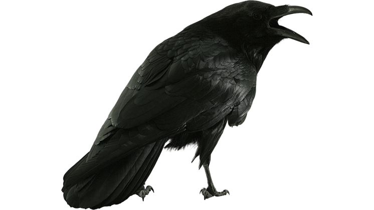 HD VFX of  Raven Perched Cawing 
