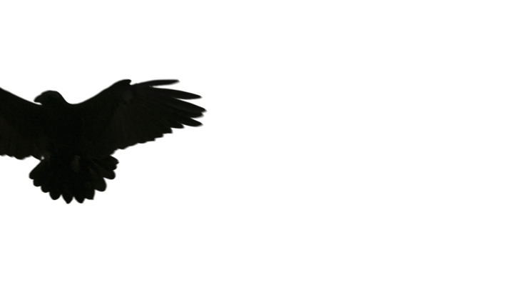HD VFX of  Raven Takeoff Towards Camera 