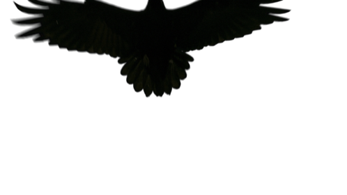 (4K) Raven Takeoff Towards Camera 3 Effect