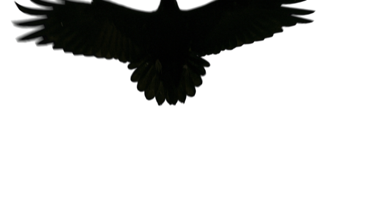 HD VFX of  Raven Takeoff Towards Camera 