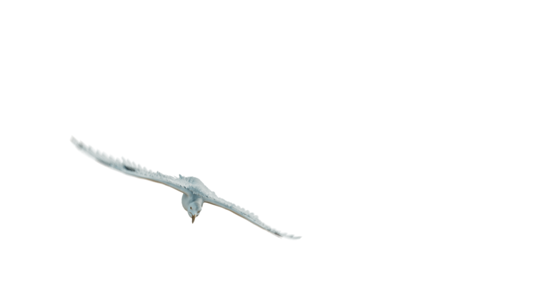 HD VFX of  Seagulls Droneshot Front