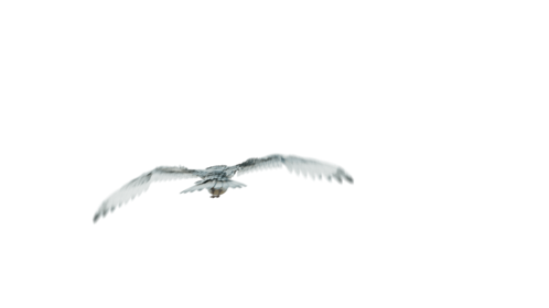 (4K) Seagulls Droneshot Rear Effect