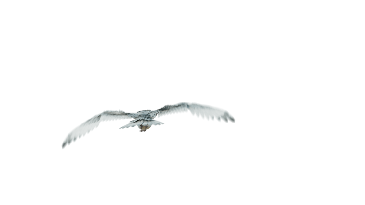 HD VFX of  Seagulls Droneshot Rear
