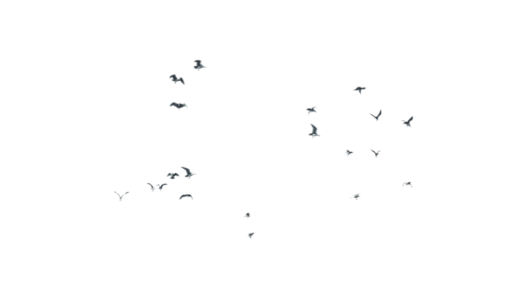 HD VFX of  Seagulls Flock Quarter Bottom 