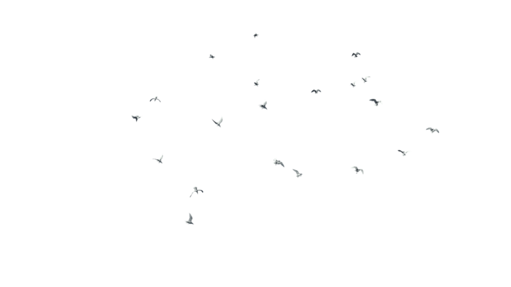 HD VFX of  Seagulls Flock Quarter Top 