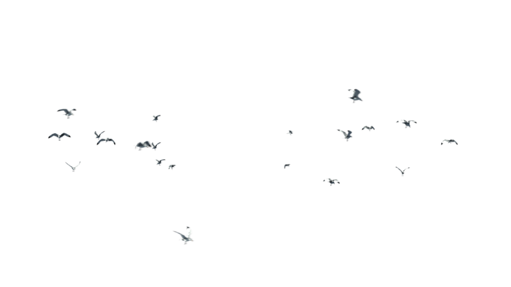 HD VFX of  Seagulls Flock Side 