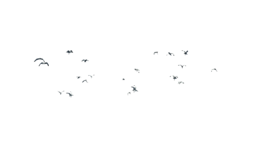 (4K) Seagulls Flock Side 2 Effect