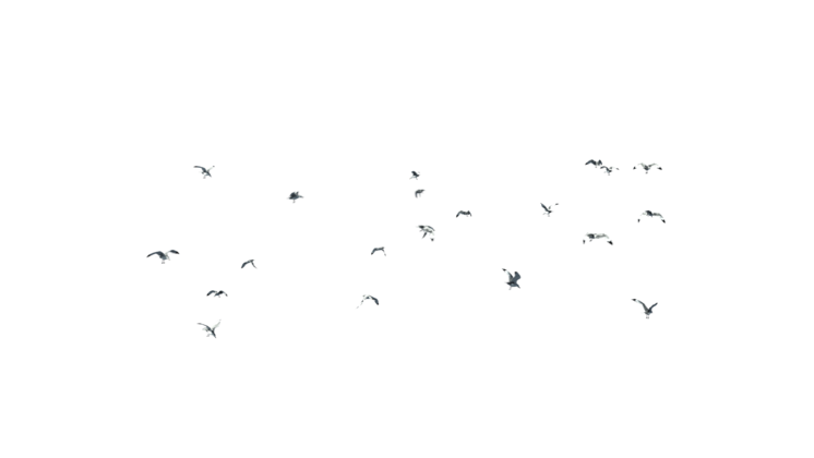 HD VFX of  Seagulls Flock Side 