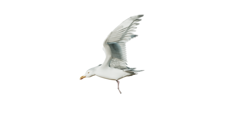 HD VFX of  Seagulls Loop  Side