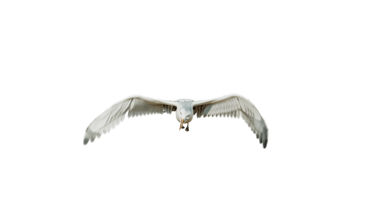 HD VFX of  Seagulls Loop  Front