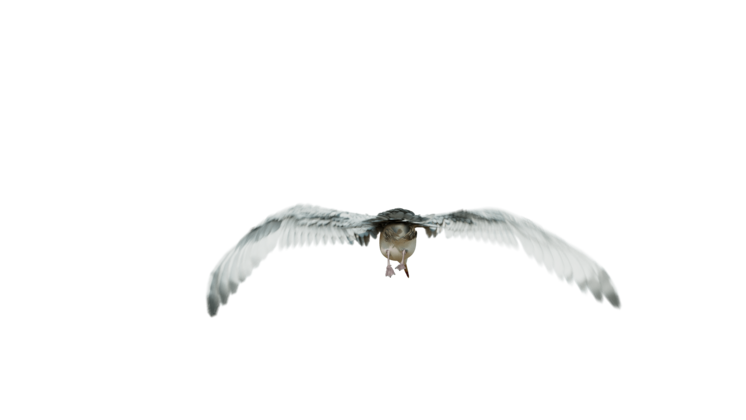 HD VFX of  Seagulls Loop  Rear
