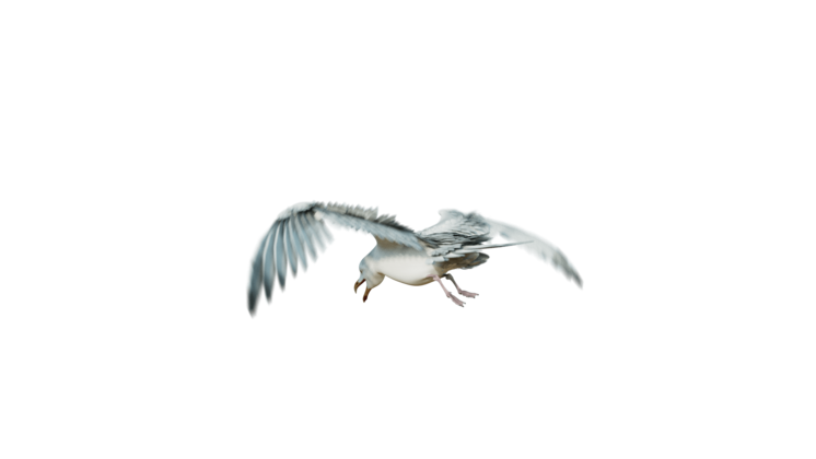 HD VFX of  Seagulls Loop  Rear Quarter