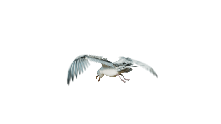HD VFX of  Seagulls Loop  Rear Quarter
