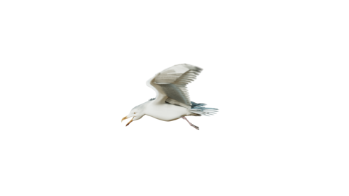 (4K) Seagulls Loop 2 Side Effect