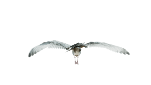 (4K) Seagulls Loop 3 Rear Effect
