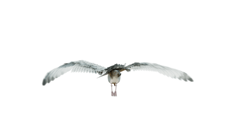 HD VFX of  Seagulls Loop  Rear