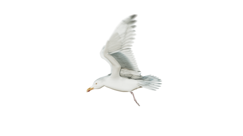 (4K) Seagulls Loop 3 Side Effect