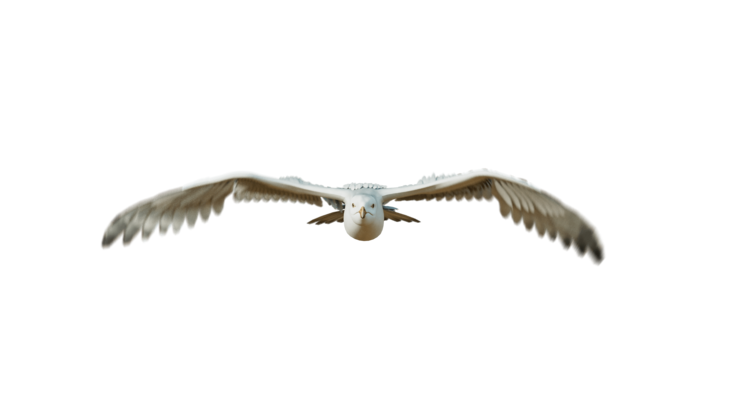 HD VFX of  Seagulls Loop  Front