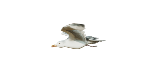 (4K) Seagulls Loop 4 Side Effect