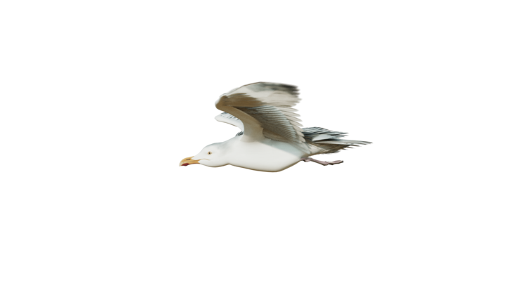 HD VFX of  Seagulls Loop  Side