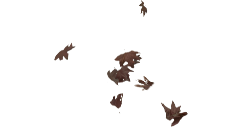 HD VFX of  Slomo Leaves Falling 
