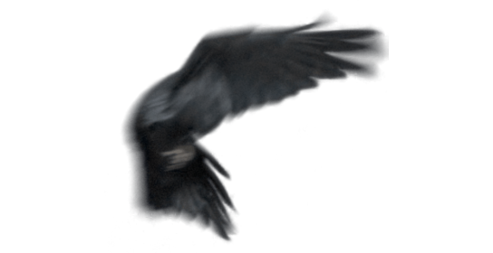 (6K) Raven Flying Across Screen 1 Effect