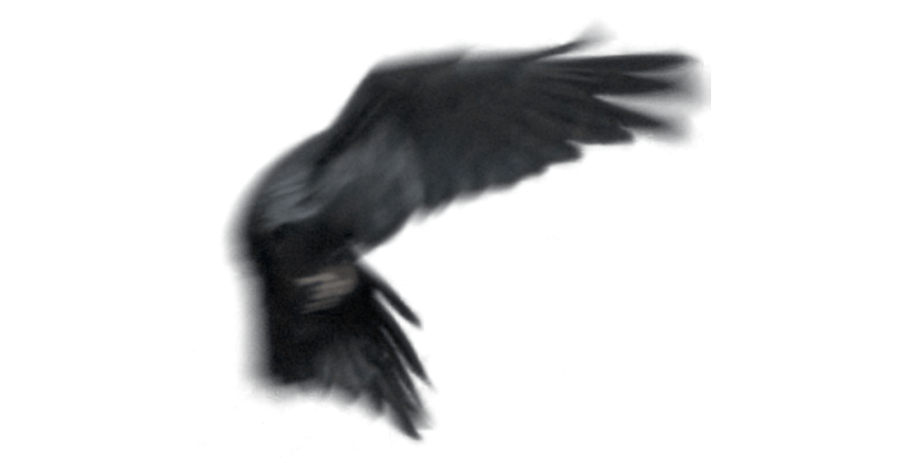 HD VFX of  Raven Flying Across Screen 