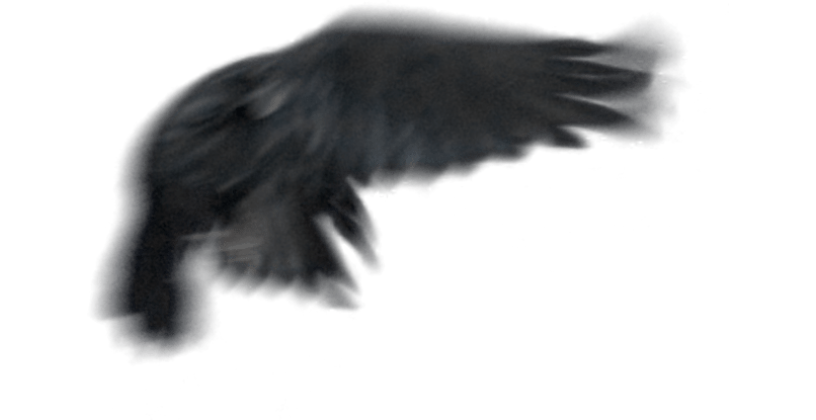 HD VFX of  Raven Flying Across Screen 
