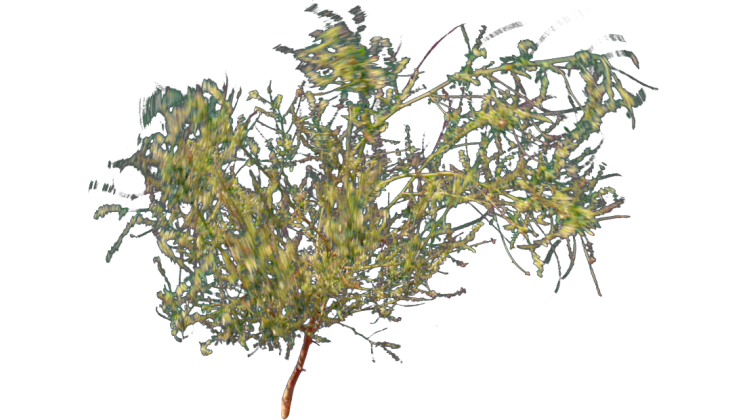 HD VFX of Desert Plant  Windy 
