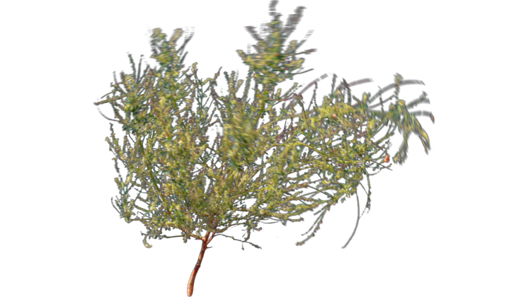 HD VFX of Desert Plant  Windy 