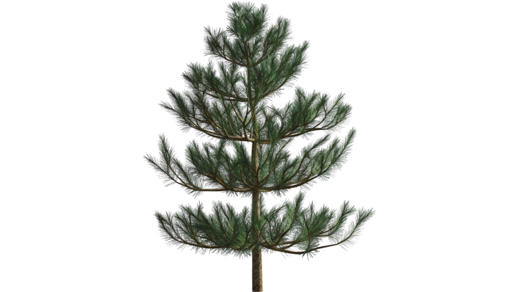 HD VFX of Looping Windy Pine Tree 
