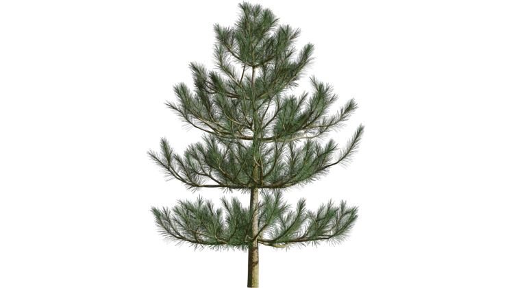 HD VFX of Looping Windy Pine Tree 