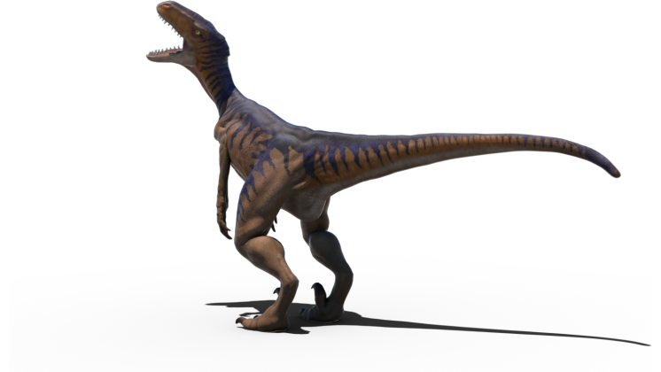 HD VFX of Velociraptor Idle 