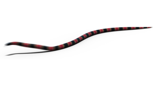 (4K) Coral Snake Moving 2 Effect